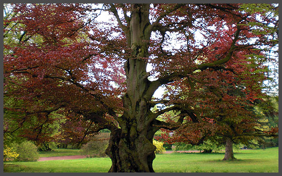 alte Bäume im Ohrbergpark